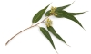 EUCALYPTUS OIL 80-85% BP