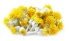 EVERLASTING(HELICHRYSUM) OIL