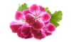 GERANIUM OIL