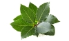 LAUREL LEAF OIL