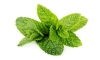 PEPPERMINT OIL