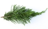 PINE OIL