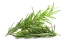 ROSEMARY OIL