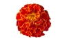 TAGETES