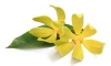 YLANG YLANG OIL EXTRA.