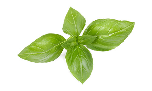 BASIL INDIA OIL