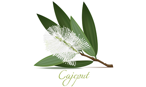 CAJEPUT OIL