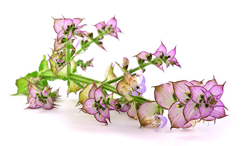 CLARY SAGE OIL