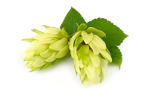 HOPS OIL