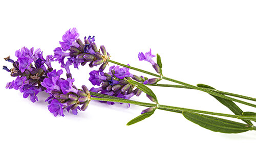 LAVENDER OIL BULGARIA