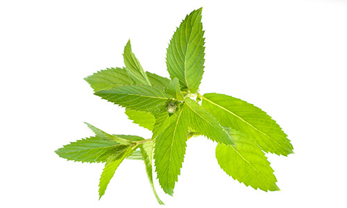 MENTHA PIPERITA INDIA OIL FG