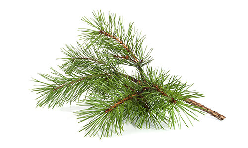 PINE NEEDLE OIL