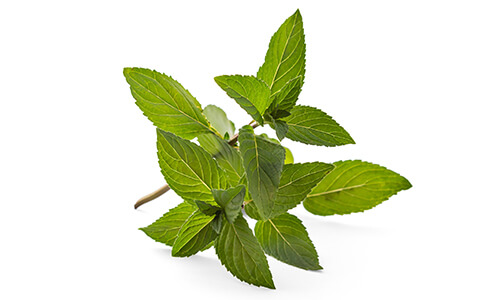 SPEARMINT OIL